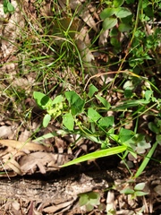 Chenopodium robertianum
