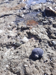Nerita melanotragus