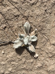 Baileya multiradiata
