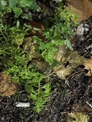 Dysphania ambrosioides