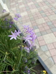 Tulbaghia