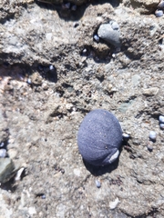 Nerita melanotragus