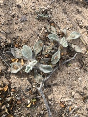 Baileya multiradiata