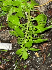 Dysphania ambrosioides