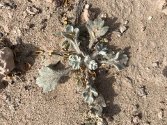 Baileya multiradiata