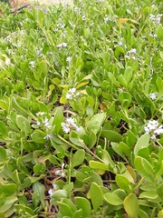 Scaevola calendulacea