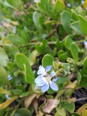 Scaevola calendulacea