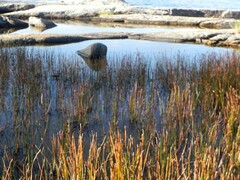 Eleocharis uniglumis