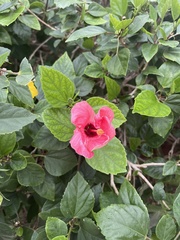 Hibiscus