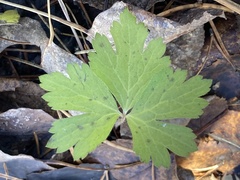 Anemonoides quinquefolia