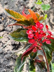Begonia coccinea