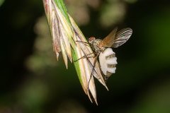 Entomophthora