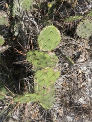 Opuntia austrina