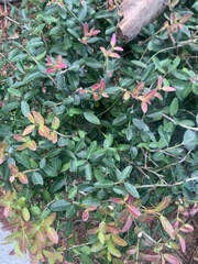 Ilex