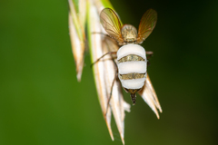 Entomophthora