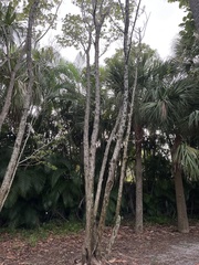 Thrinax radiata