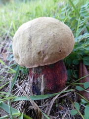 Rubroboletus satanas