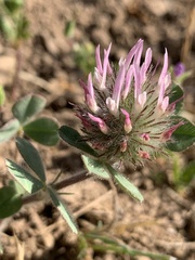 Trifolium hirtum