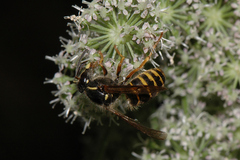 Dolichovespula saxonica