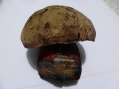 Rubroboletus satanas