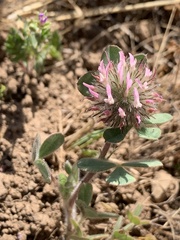 Trifolium hirtum