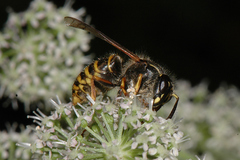 Dolichovespula saxonica