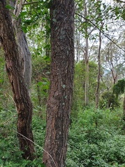 Erythrina vespertilio
