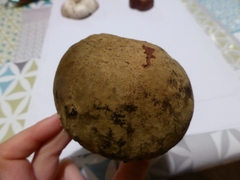 Rubroboletus satanas