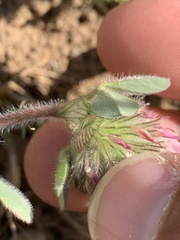 Trifolium hirtum