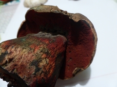 Rubroboletus satanas