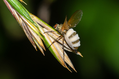 Entomophthora
