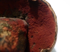 Rubroboletus satanas