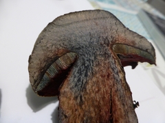 Rubroboletus satanas