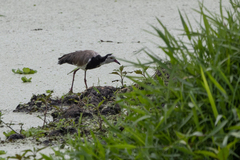 Vanellus crassirostris