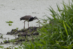 Vanellus crassirostris