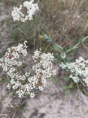 Eriogonum multiflorum