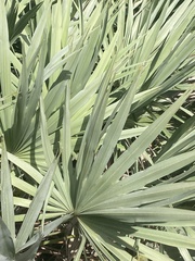 Serenoa repens