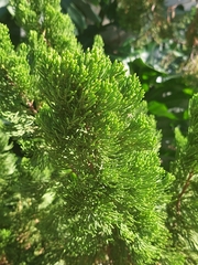 Libocedrus plumosa