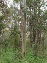 Eucalyptus tereticornis