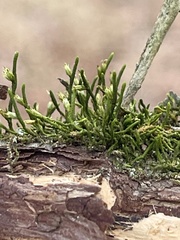 Cryphaea glomerata