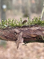 Cryphaea glomerata