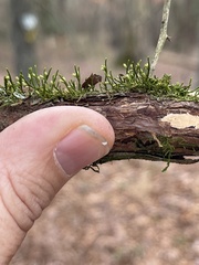 Cryphaea glomerata