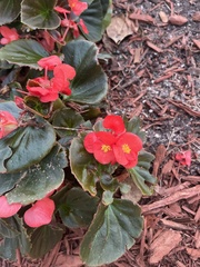 Begonia