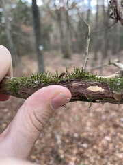 Cryphaea glomerata