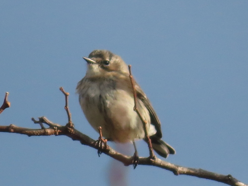 Myrtle Warbler photographed in New Jersey