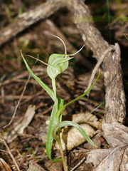 Pterostylis banksii