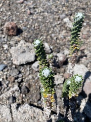 Lasiocephalus ovatus