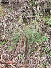 Cymbopogon refractus