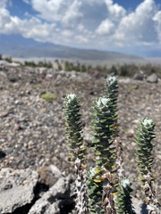 Lasiocephalus ovatus