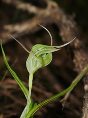 Pterostylis banksii